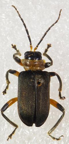 Dircema nigripenne